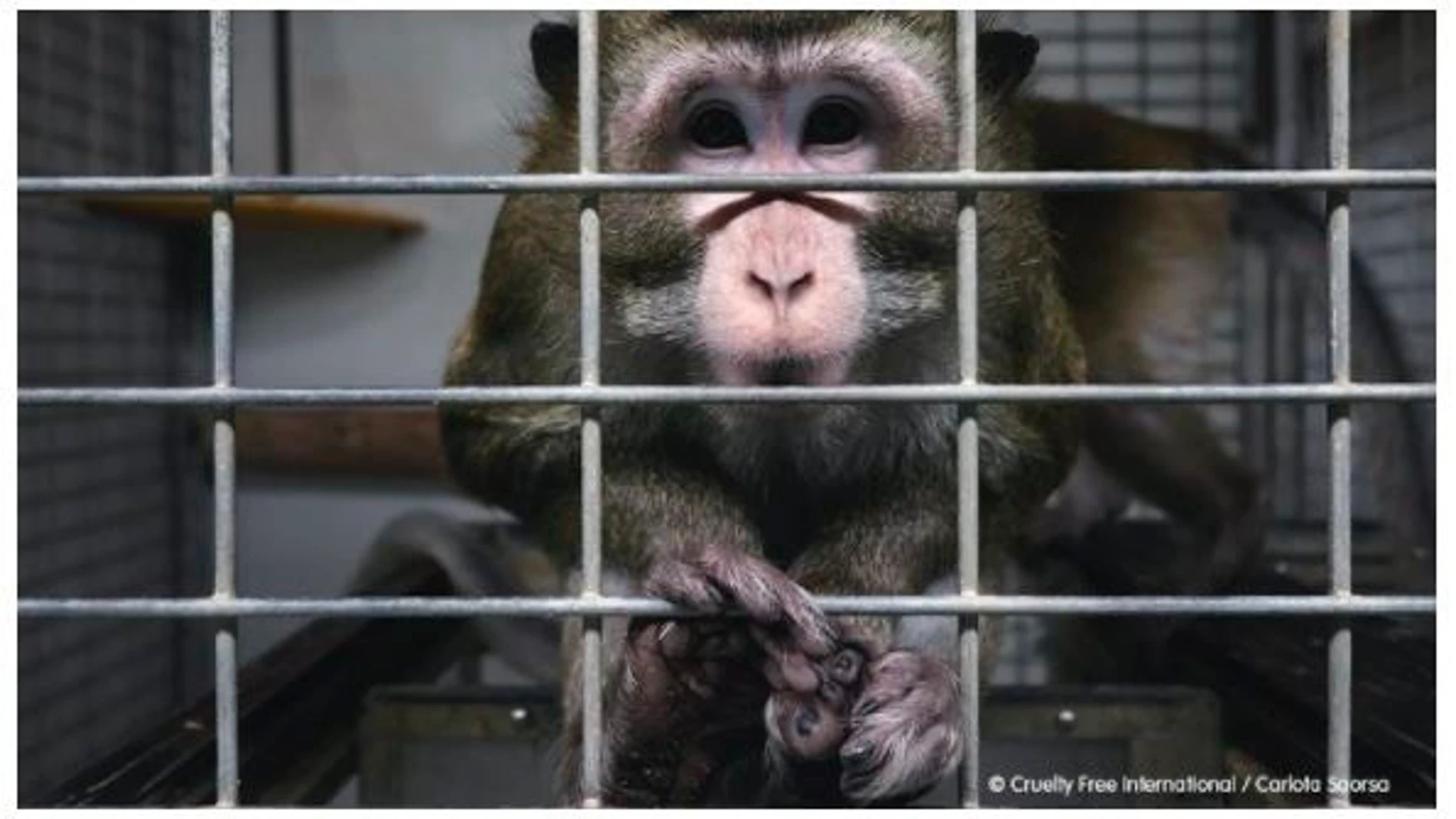 Imagen de unos de los animales del laboratorio cedida por la ONG Cruelty Free International y Carlota Saorsa
