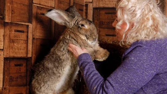 Darius, el conejo más grande del mundo, ha sido robado Darius, el conejo más grande del mundo, ha sido robado