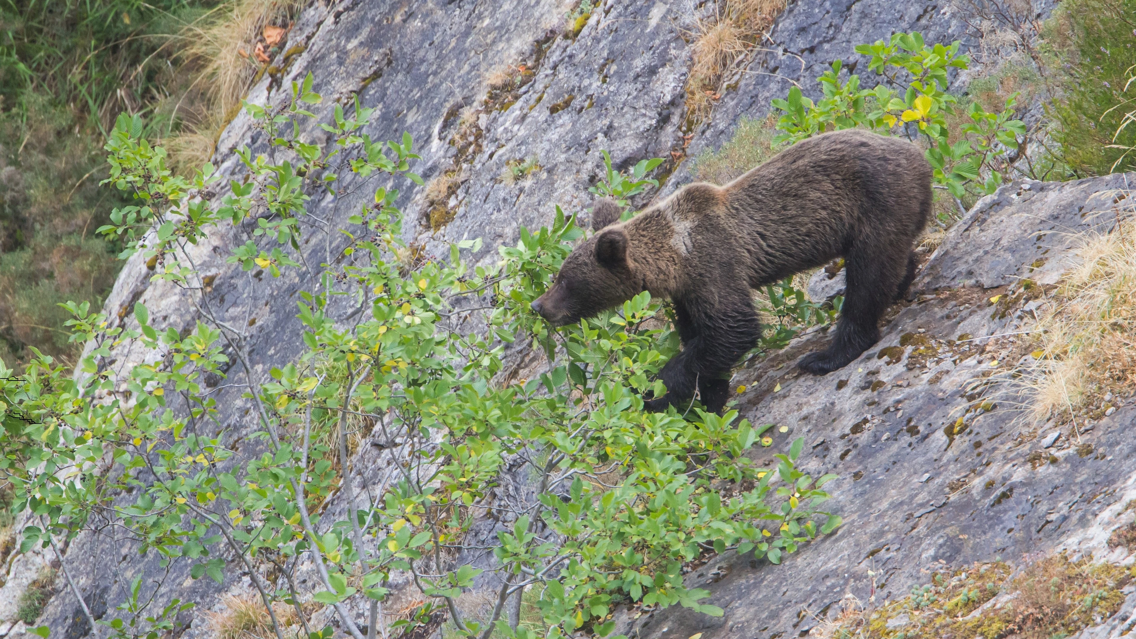 Imagen de archivo de una cría de oso pardo