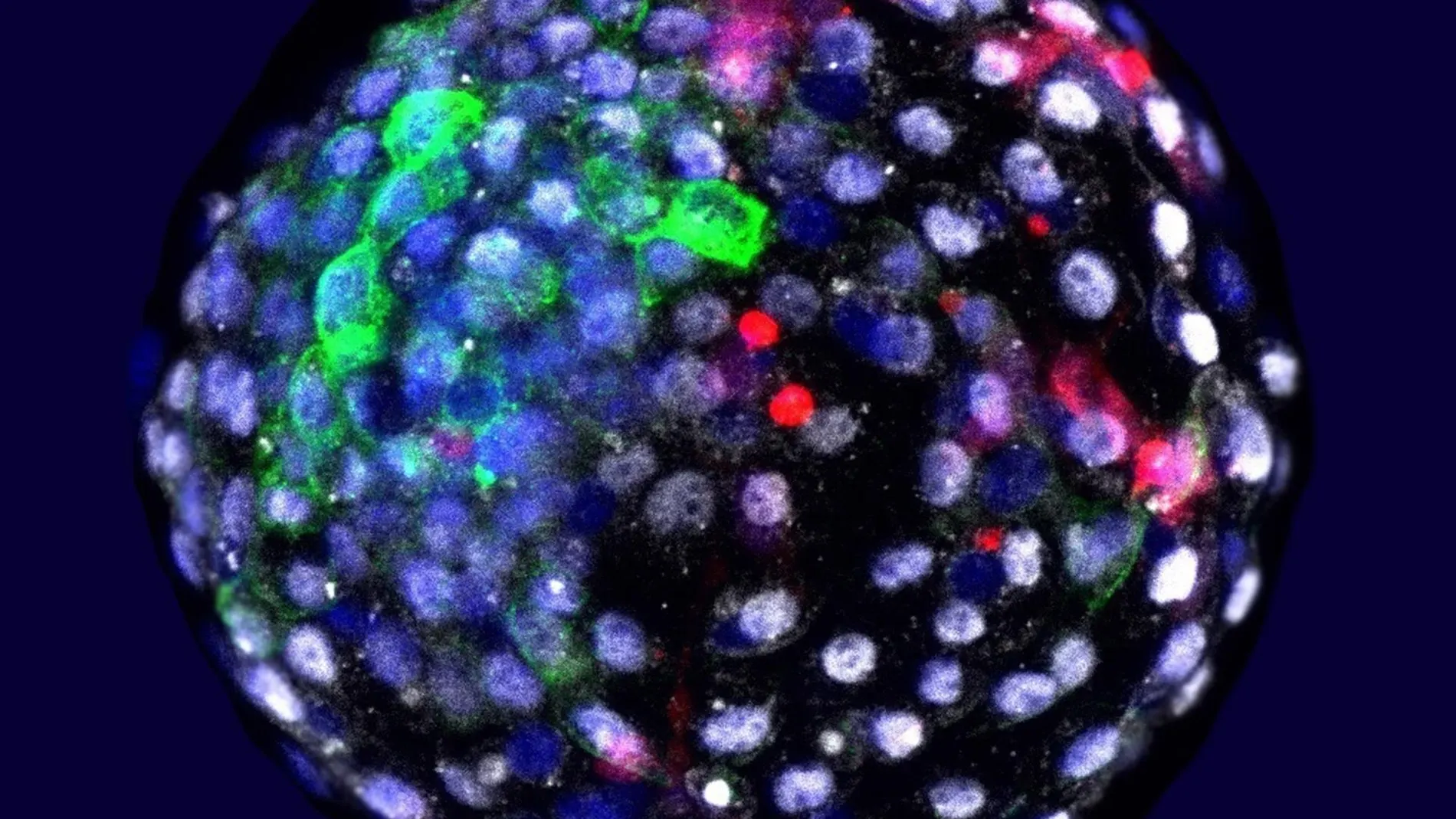 Células de las diferentes especies en una etapa embrionaria temprana