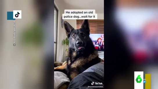 La divertida reacción de un perro al escuchar la palabra 'cocaína' La divertida reacción de un perro al escuchar la palabra 'cocaína'