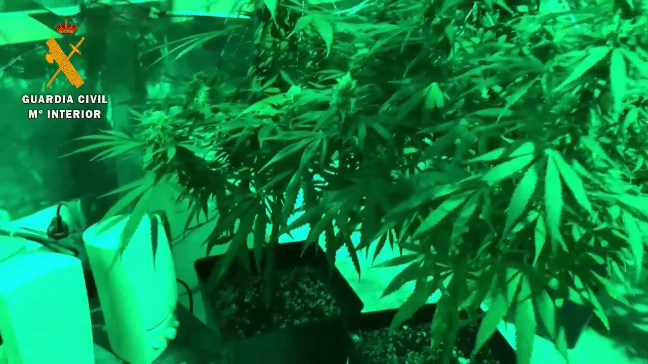 La Guardia Civil desmantela el primer cultivo de marihuana 'indoor' con música para estimular su crecimiento