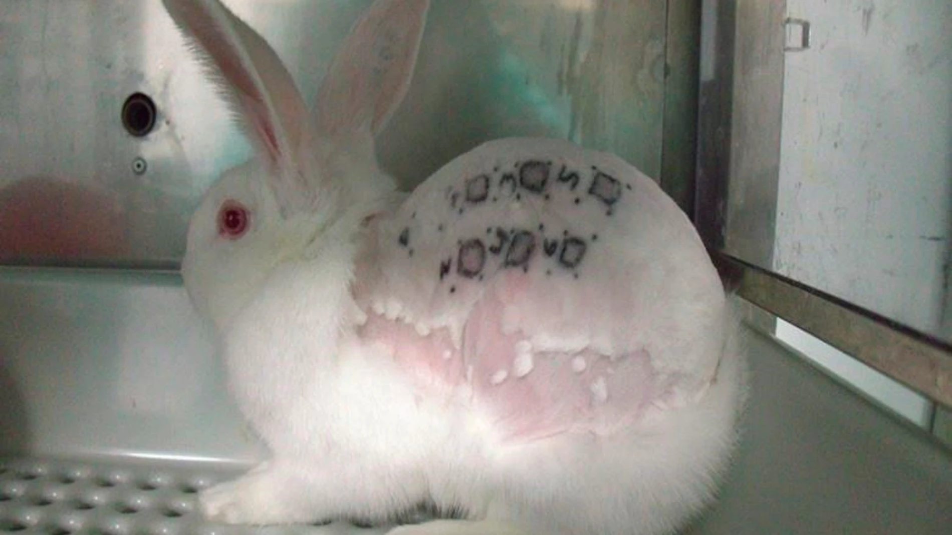 Imagen cedida del supuesto maltrato animal en un laboratorio de investigación de Madrid.