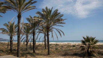 Playa del Pinar