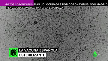 Barata, intranasal y 100%: así puede ser la vacuna española, la gran esperanza contra el coronavirus