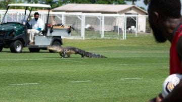 Un cocodrilo se cuela el campo del Toronto FC ante la atenta mirada de los jugadores