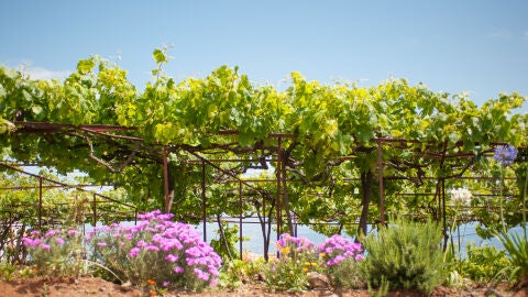 Viñedos de Madeira