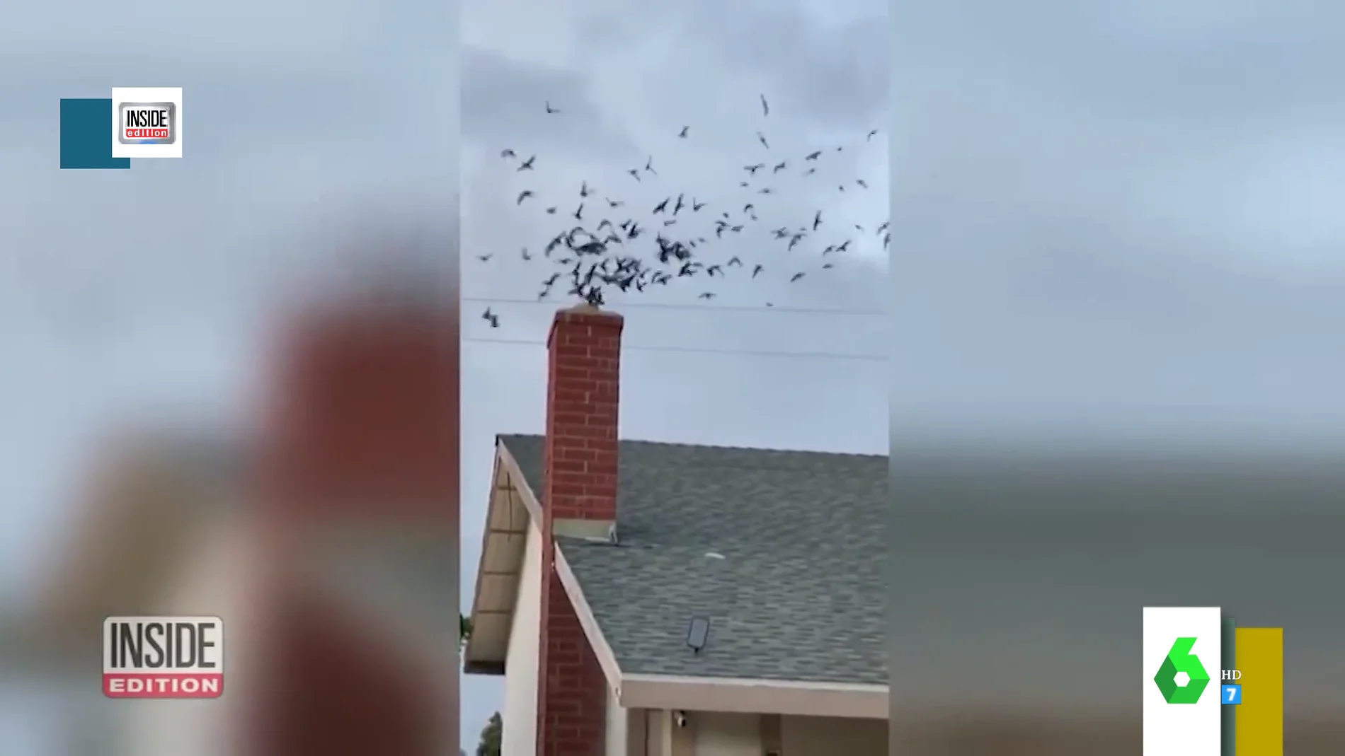 Pájaros invaden una vivienda