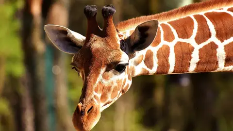 Jirafa Jirafa