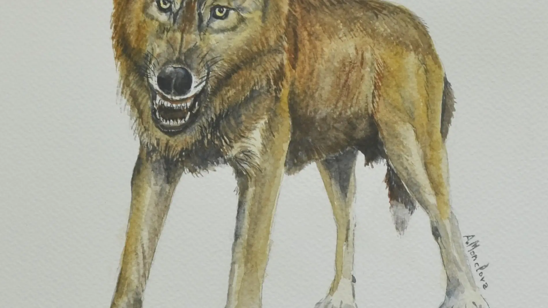 Reconstrucción del pequeño lobo de la especie Canis orcensis