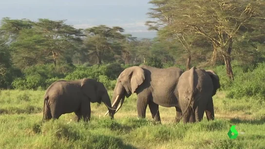 CAZA FURTIVA CAZA FURTIVA