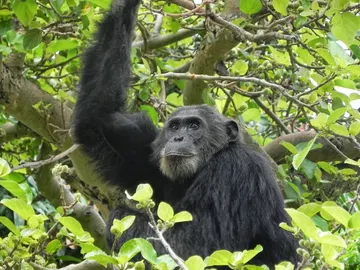 Chimpancé Chimpancé