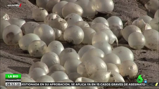 Resuelto el misterio de las 'perlas' que inundaron las playas del Mar de Plata Resuelto el misterio de las 'perlas' que inundaron las playas del Mar de Plata