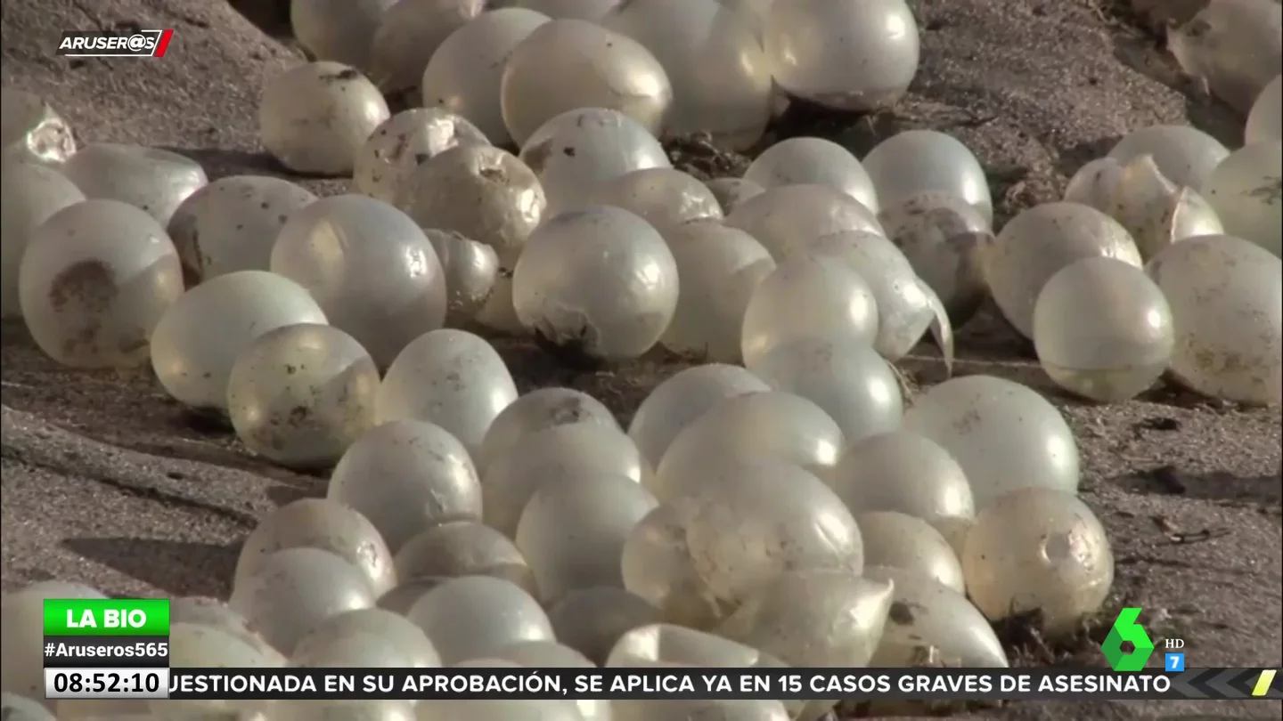 Resuelto el misterio de las 'perlas' que inundaron las playas del Mar de Plata Resuelto el misterio de las 'perlas' que inundaron las playas del Mar de Plata