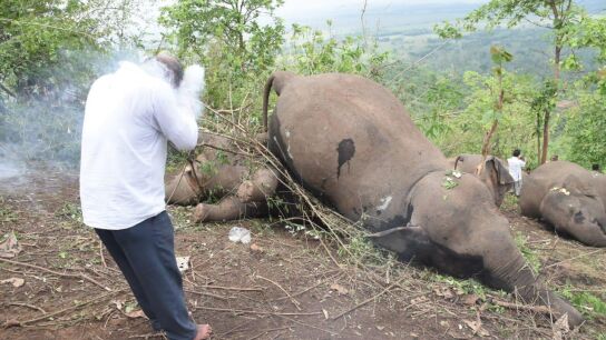 18 elefantes muertos por una tormenta el&eacute;ctrica en La India