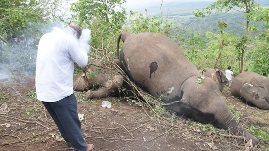 18 elefantes muertos por una tormenta eléctrica en La India 18 elefantes muertos por una tormenta eléctrica en La India