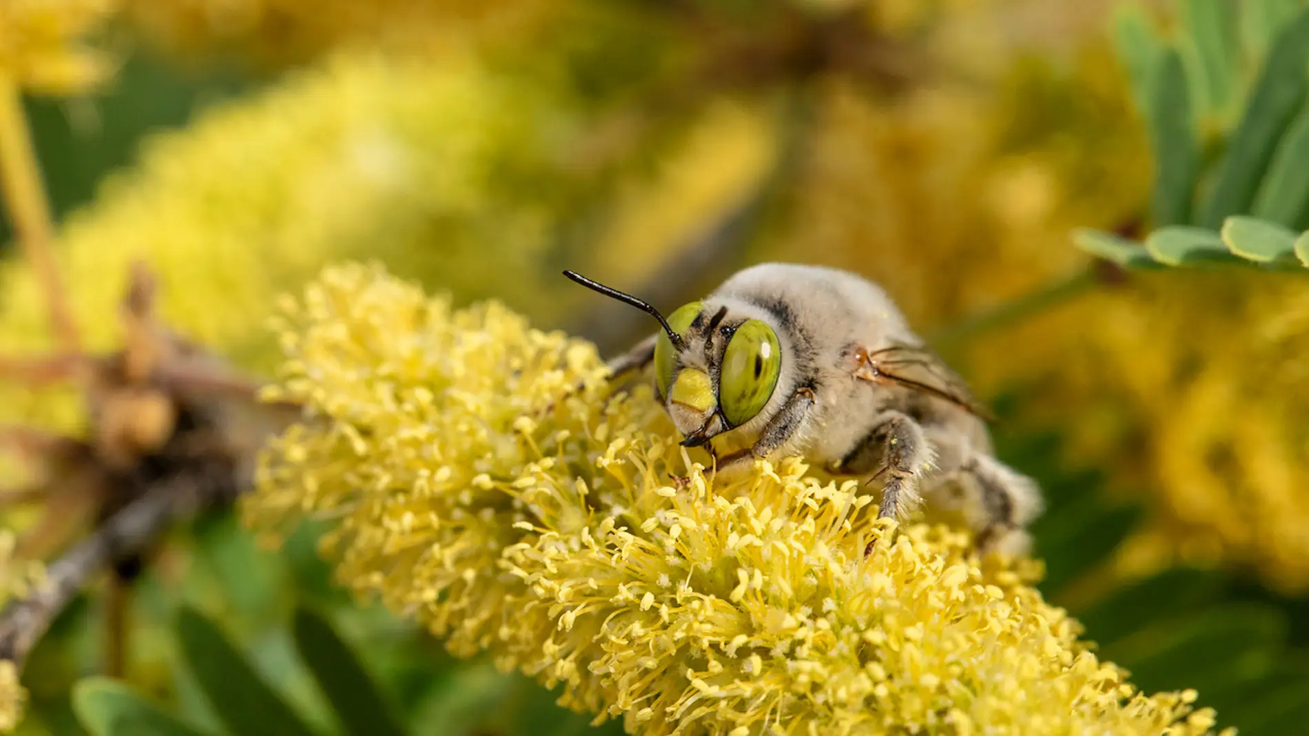 Abeja