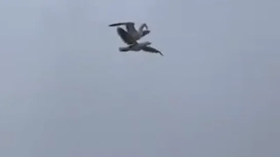 Una gaviota se hace viral por "volar" a lomos de otra Una gaviota se hace viral por "volar" a lomos de otra