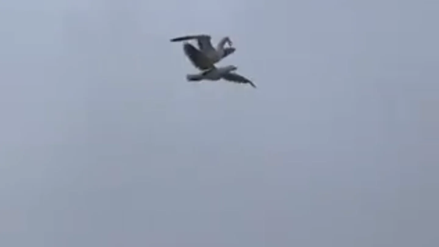 Una gaviota se hace viral por "volar" a lomos de otra Una gaviota se hace viral por "volar" a lomos de otra