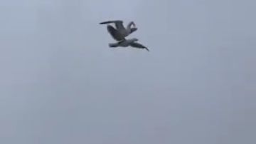 Una gaviota se hace viral por "volar" a lomos de otra
