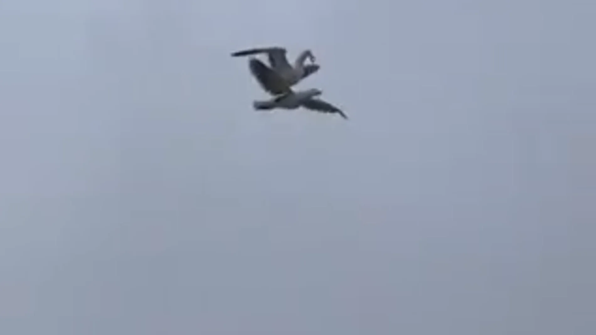 Una gaviota se hace viral por &quot;volar&quot; a lomos de otra