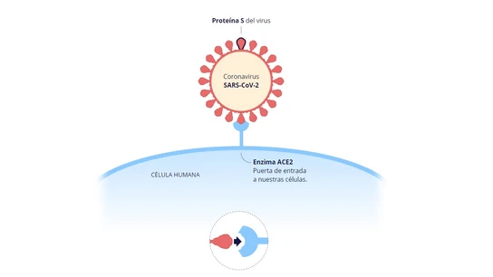 Así usan las vacunas la proteína S del coronavirus Así usan las vacunas la proteína S del coronavirus
