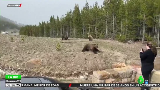 Un oso se abalanza sobre una turista al sentir que se acercaba demasiado a sus crías Un oso se abalanza sobre una turista al sentir que se acercaba demasiado a sus crías