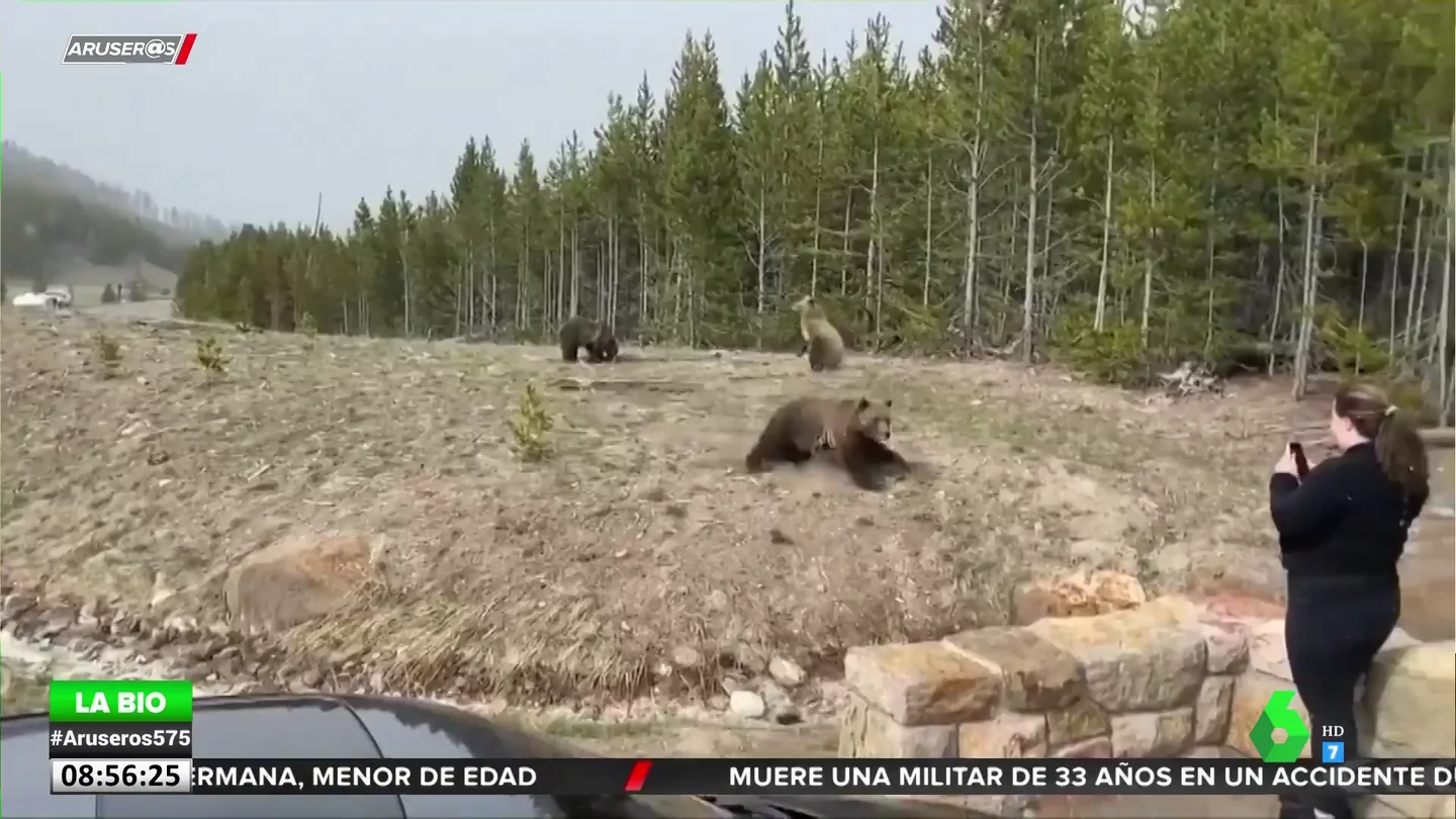 Un oso se abalanza sobre una turista al sentir que se acercaba demasiado a sus crías Un oso se abalanza sobre una turista al sentir que se acercaba demasiado a sus crías