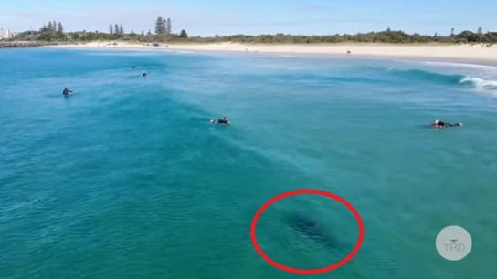 Tiburón en una playa de Sidney Tiburón en una playa de Sidney