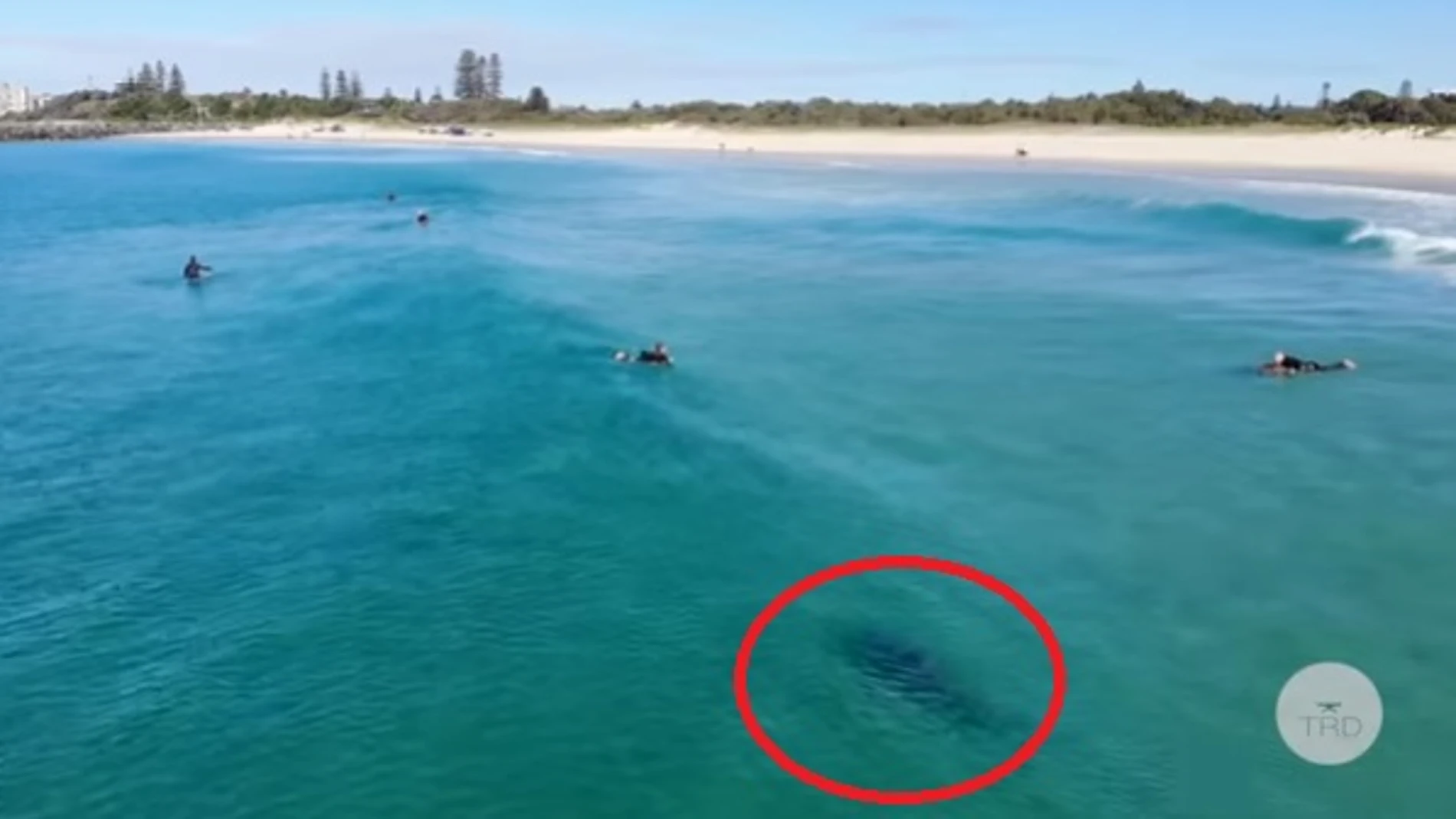 Tiburón en una playa de Sidney