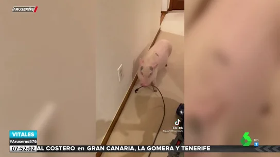 Graban a un cerdo desenchufando la aspiradora cada vez que su dueña la enciende Graban a un cerdo desenchufando la aspiradora cada vez que su dueña la enciende