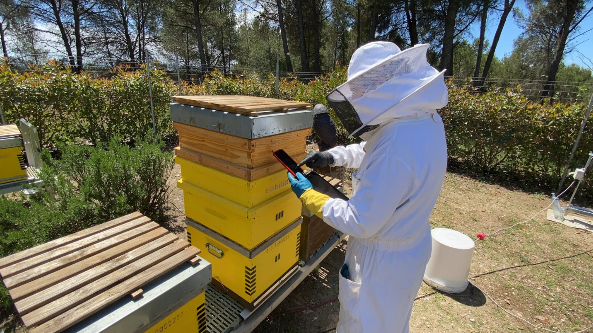 Confirman el papel de la avispa asiatica en el declive de las abejas