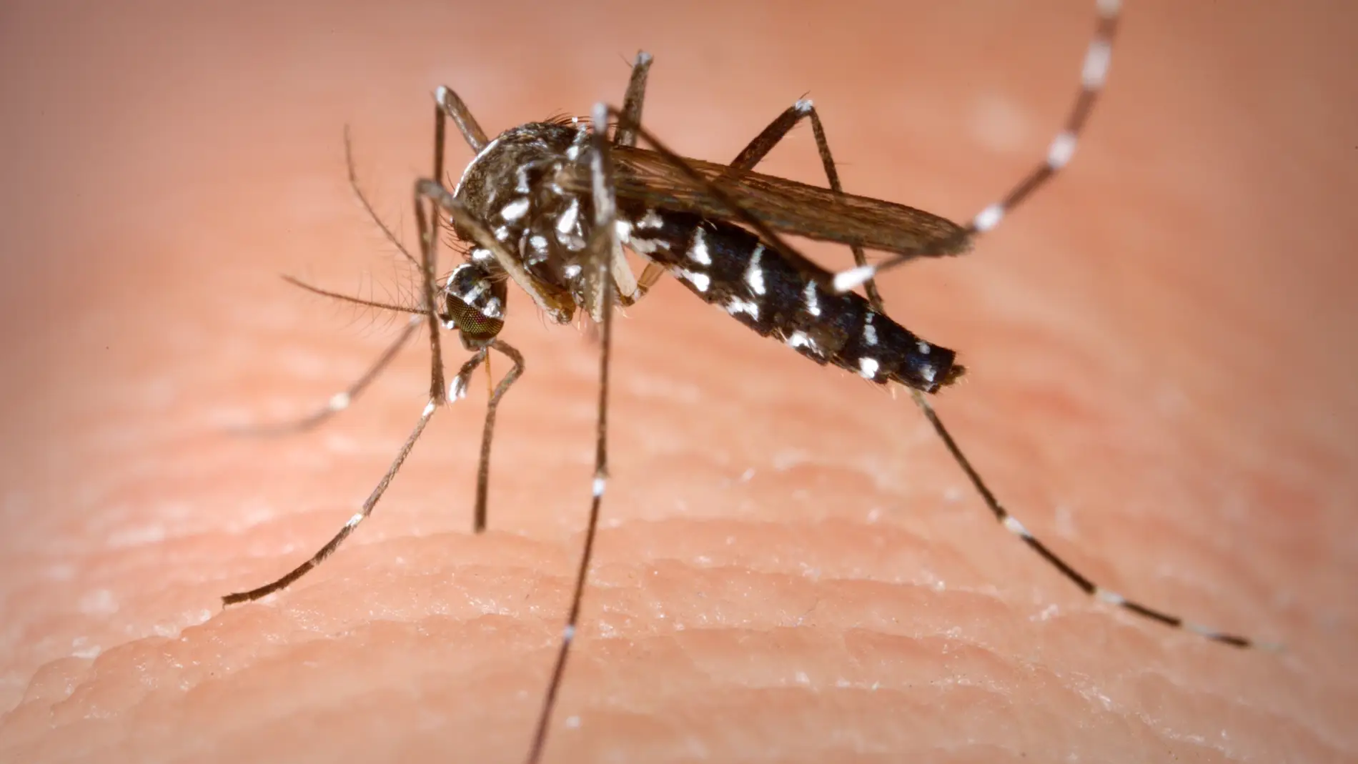 Pandemias e invasiones biologicas dos caras de la misma moneda