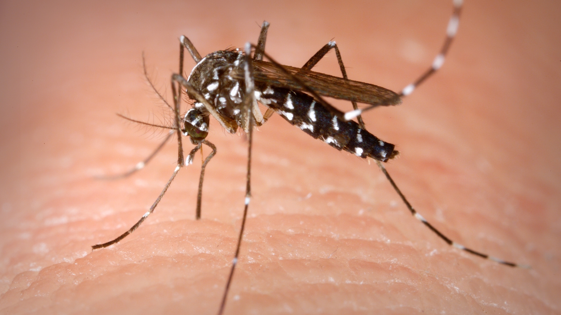 Pandemias e invasiones biologicas dos caras de la misma moneda