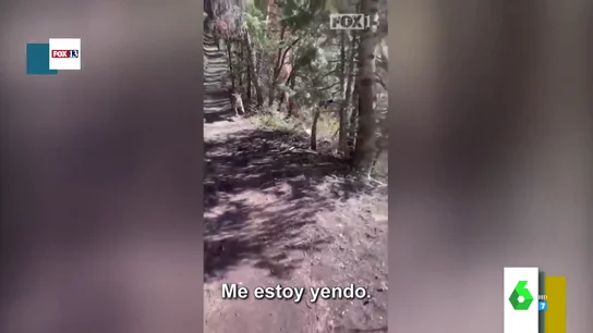 puma puma