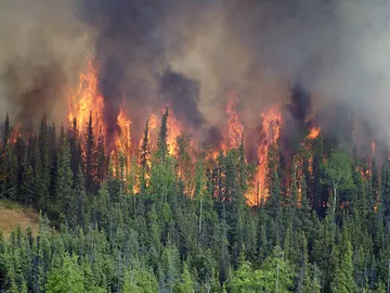 Incendio forestal en un bosque boreal de Alaska Incendio forestal en un bosque boreal de Alaska
