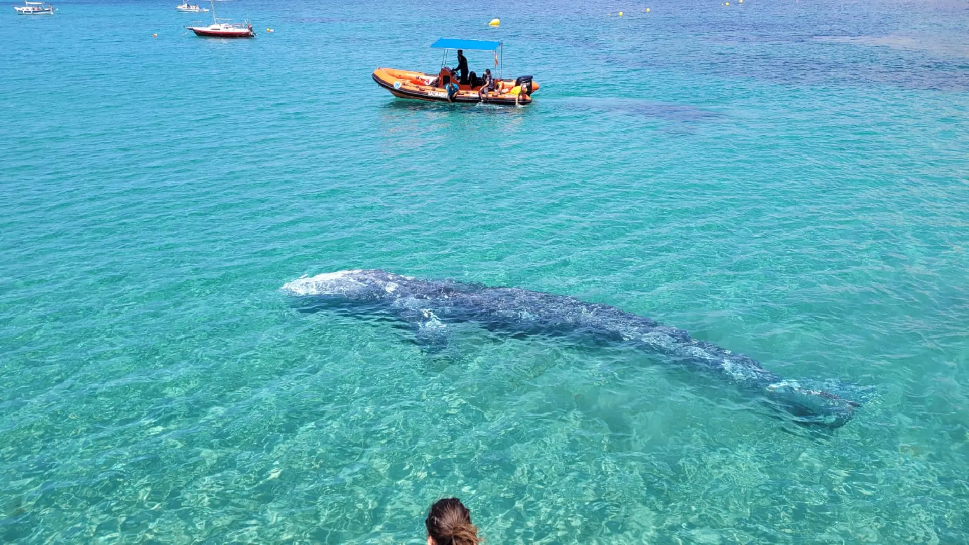 Avistamiento de la ballena gris apodada 'Wally' en Mallorca