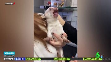 La increíble reacción de un perro al ver que le tienen que pinchar en el veterinario