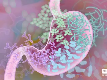 Un test de las bacterias de nuestro estómago para detectar enfermedades Un test de las bacterias de nuestro estómago para detectar enfermedades