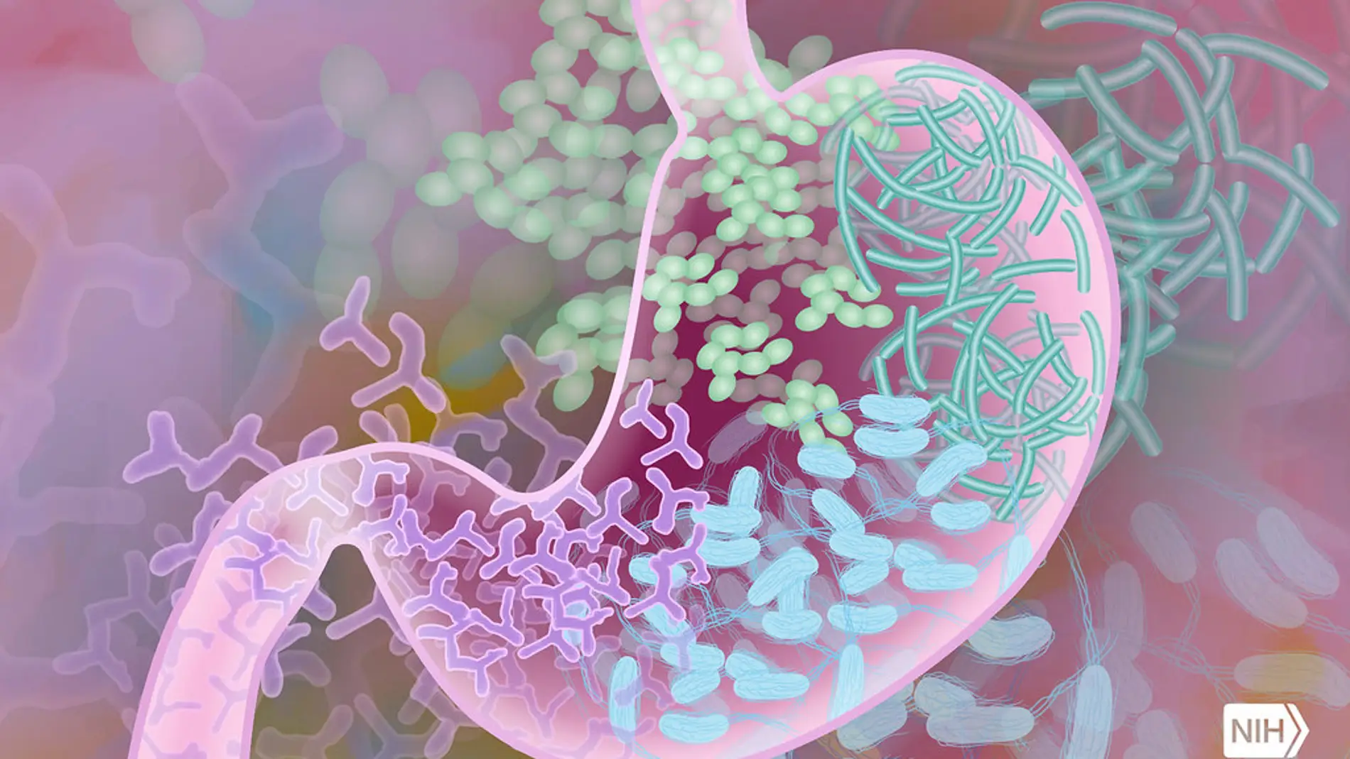 Un test de las bacterias de nuestro estómago para detectar enfermedades
