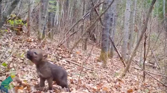 Así es el enternecedor aullido de una cría de lobo para comunicarse con los de su especie