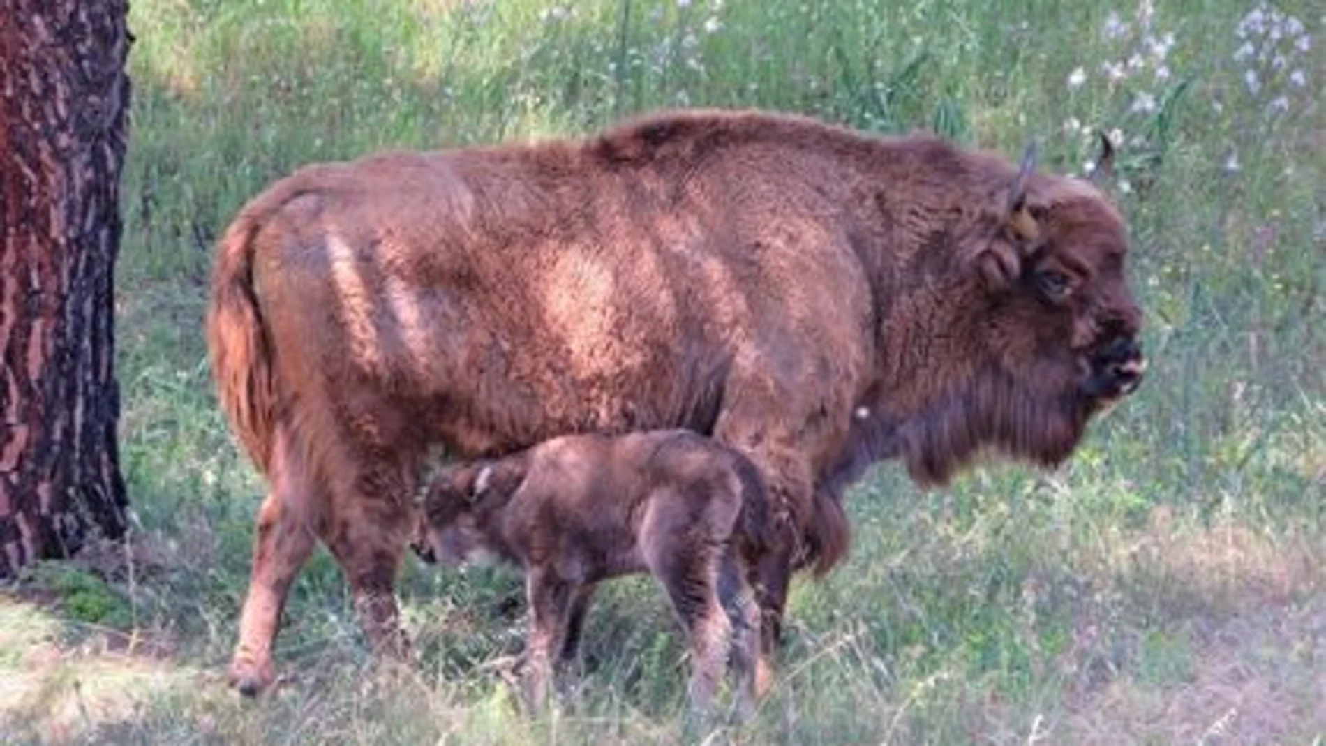 Naceel primer bisonte europeo andaluz en la Sierra de Andujar, Jaén