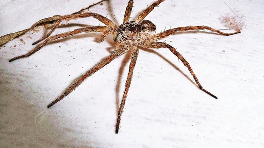 Una araña. Qué significa soñar con arañas