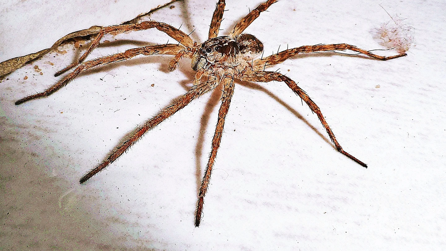 Una araña. Qué significa soñar con arañas