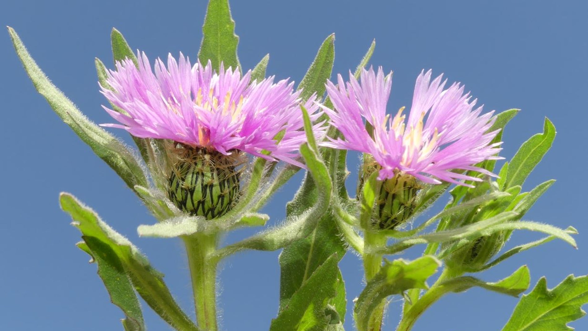 Centaurea pullata
