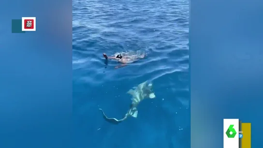 Rescate pájaro Rescate pájaro