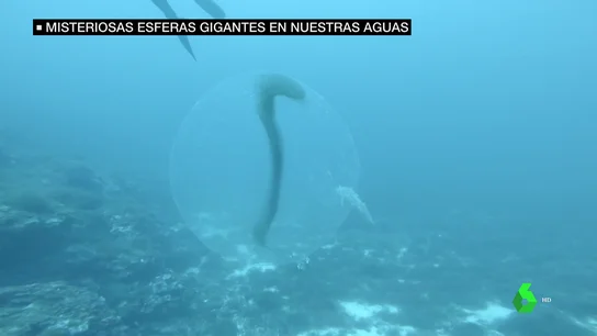 esferas calamar esferas calamar