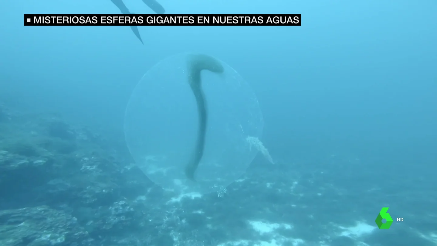 esferas calamar esferas calamar