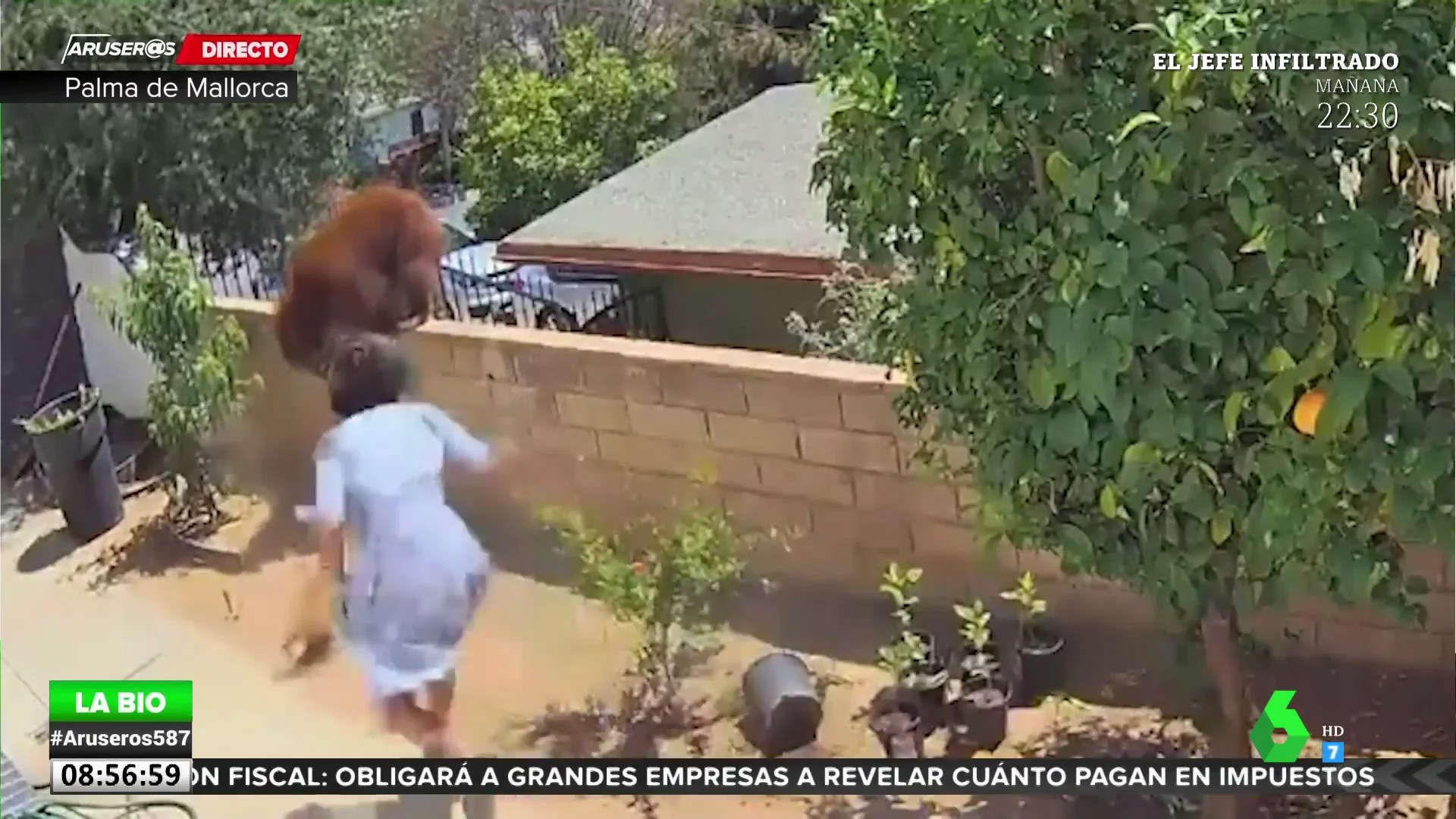 Una mujer se enfrenta a un oso para defender a sus perros