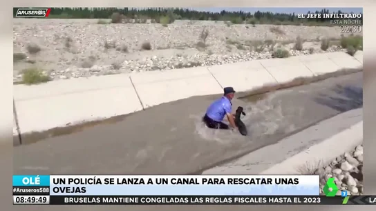 Un policía salva a varias ovejas y un perro de morir ahogadas en un río Un policía salva a varias ovejas y un perro de morir ahogadas en un río